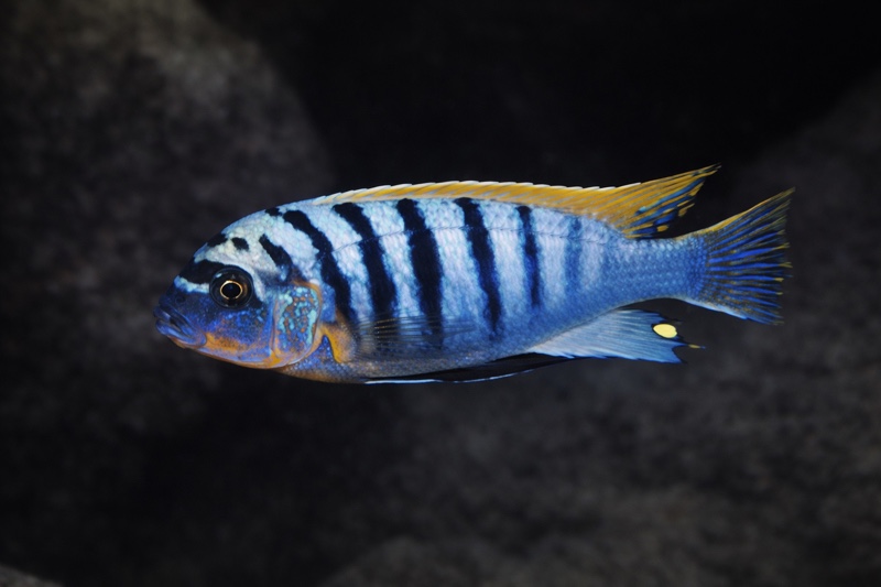 Maylandia fainzilberi 'Lipingo Rock'